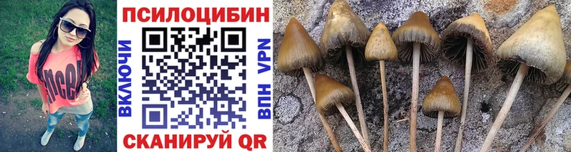 продажа наркотиков  Кохма  Псилоцибиновые грибы Psilocybe 